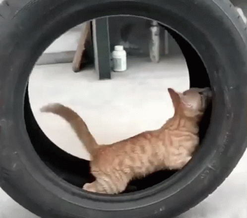 Cat Playing in Tire Swing