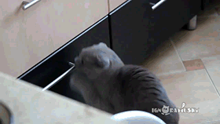 Cat Playing Innocent GIF