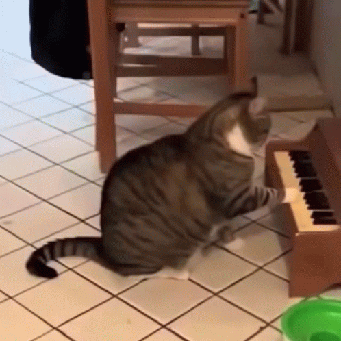 Cat Playing Mini Piano GIF