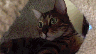 Cat Playing Tease Game GIF