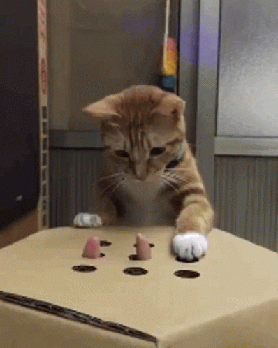 Cat Playing Whack A Mole GIF