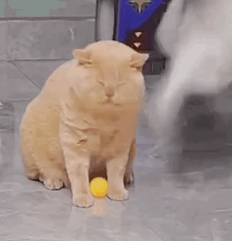 Cat Playing with Ball