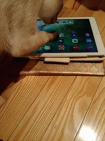 Cat Playing with Broken Screen Tablet