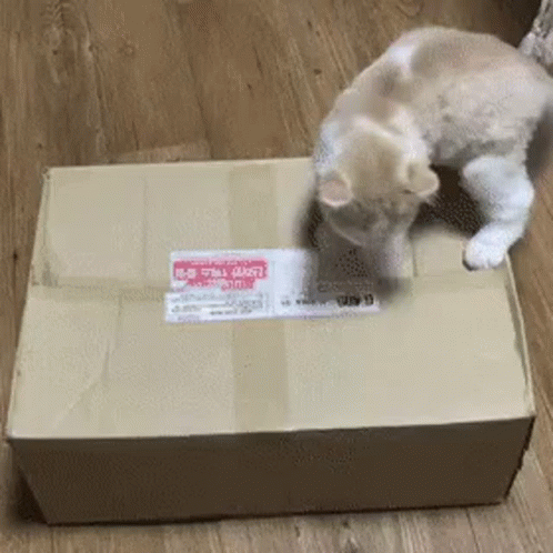 Cat Playing With Cardboard Box Saying A