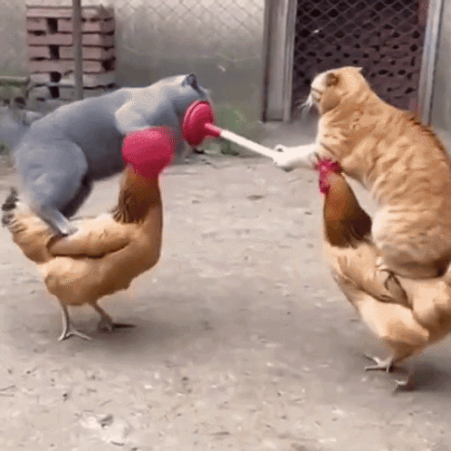 Cat Playing with Chicken