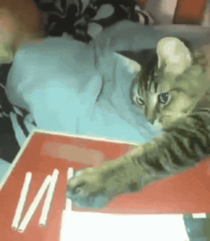 Cat Playing With Cigarette Box With Letters I And II GIF