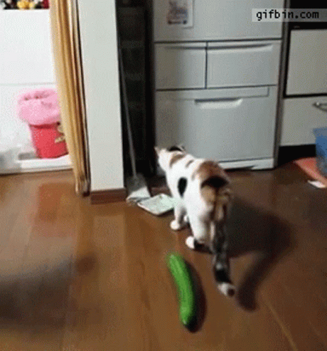 Cat Playing With Cucumber In Kitchen Gifbin GIF