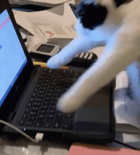 Cat Playing With Dell Laptop