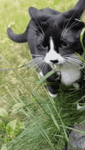 Cat Playing With Grass GIF