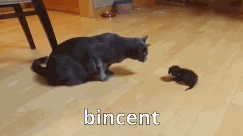 Cat Playing With Kitten