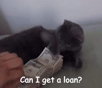 Cat Playing With Money Asking If It Can Get A Loan GIF
