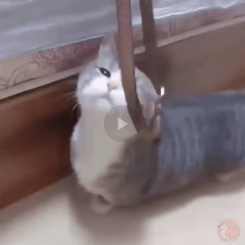 Cat Playing with Person's Leg