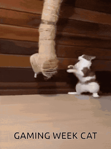 Cat Playing With Rope Gaming Week Cat