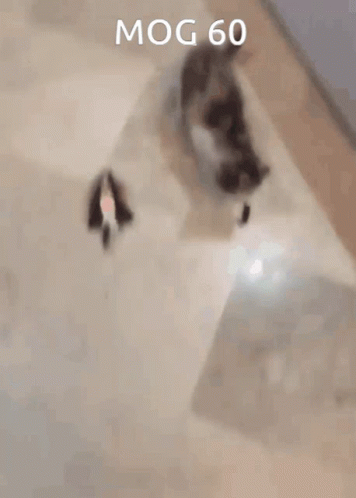 Cat Playing With Toy 60
