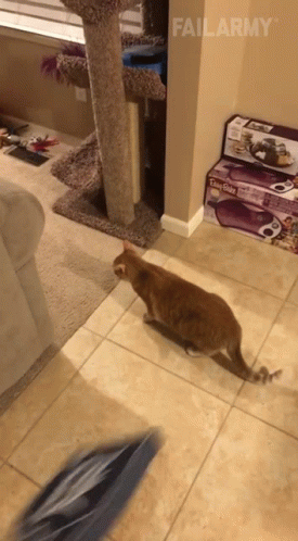 Cat Playing With Toy In Living Room FailArmy GIF