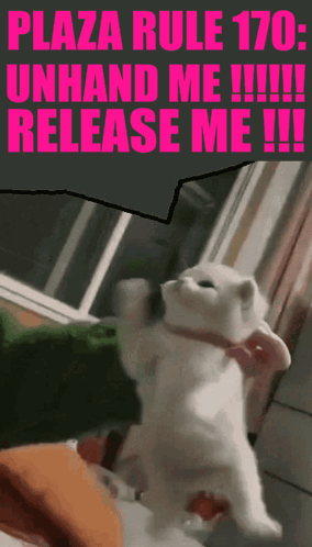 Cat Plaza Rule 170 Unhand Me Release Me!!!