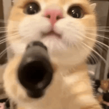 Cat Pointing Gun at Camera