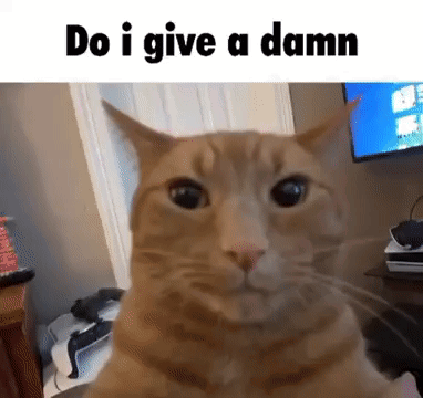 Cat Poker Face Dont Care GIF