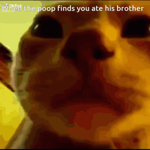Cat Poop Ate His Brother Meme GIF