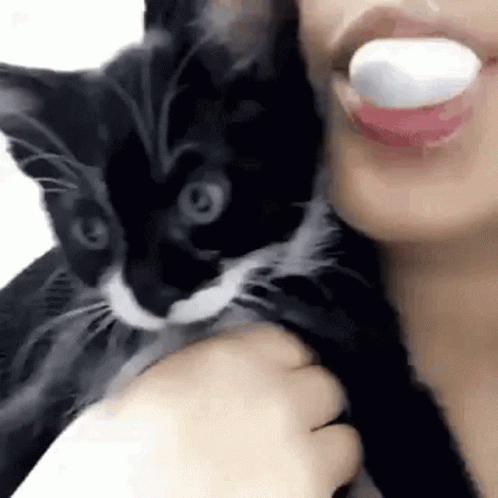 Cat Popping Its Owner Bubble Gum GIF