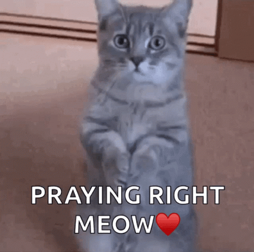 Cat Pray Before Sleep GIF
