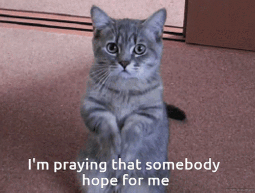 Cat Praying For Hopes Did You Pray Today Meme GIF