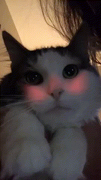 Cat Puking Rainbow GIF