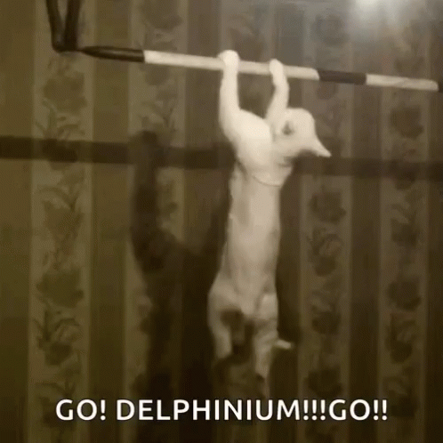 Cat Pull Ups GIF
