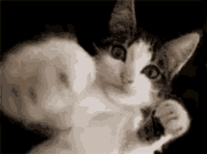 Cat Punching With Paws GIF