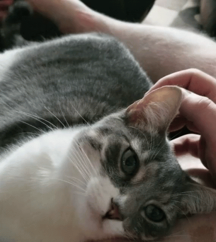Cat Purr Cute Yawn GIF