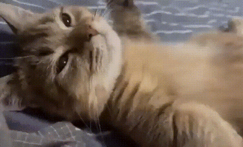 Cat Purr Meow Paws Cute GIF