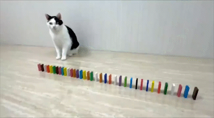 Cat Pushing Colorful Dominos Falling GIF