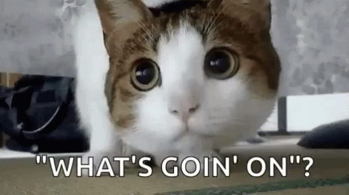 Cat Puzzled Whats Going On GIF