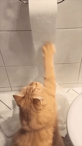 Cat Reaching for Toilet Paper in Bathroom