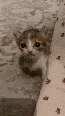 Cat Reaction Michi Triste Gif GIF