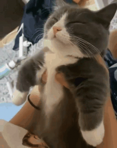 Cat Rejected Girl Kiss GIF