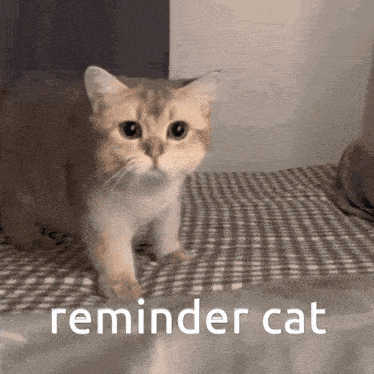 Cat Reminder Gif GIF