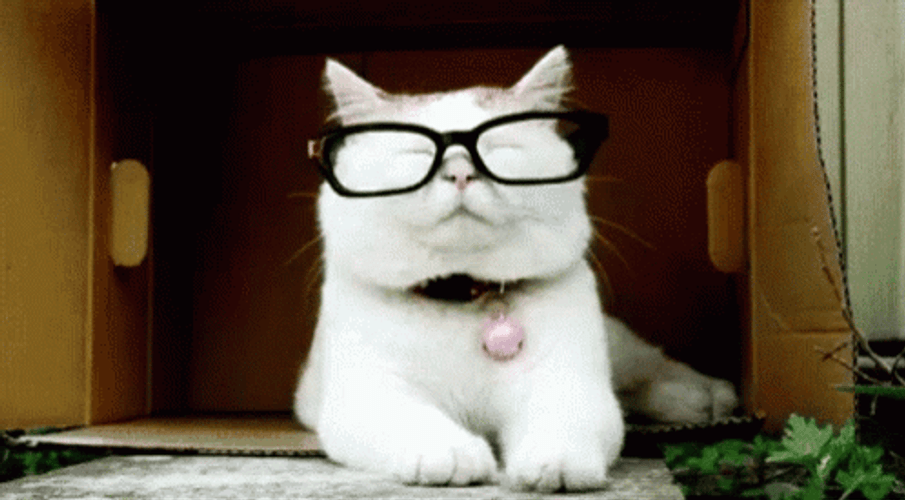 Cat Removing Glasses  GIF