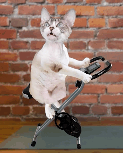 Cat Riding Exercise Bike On Brick Wall GIF