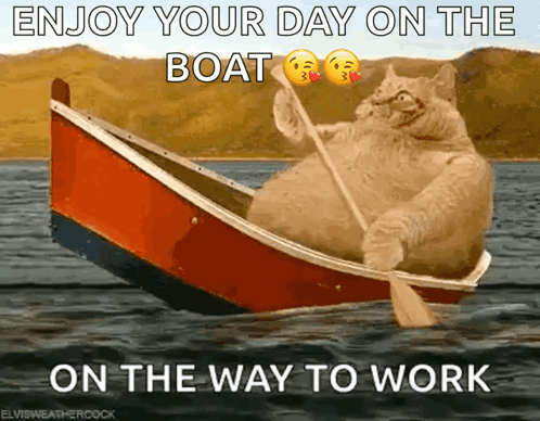 Cat Rowing Boat Enjoy Your Day GIF