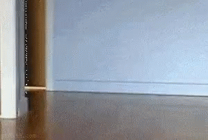 Cat Running 300 X 202 Gif GIF