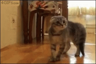 Cat Running 332 X 222 Gif GIF