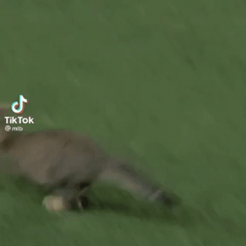 Cat Running GIF
