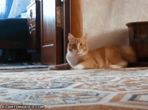Cat Running 498 X 373 Gif GIF
