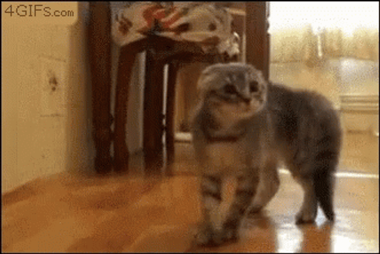 Cat Running GIF