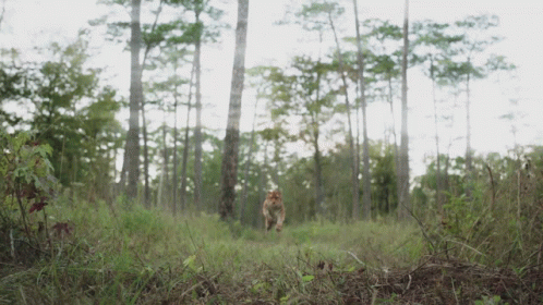Cat Running in Grassy Forest Field
