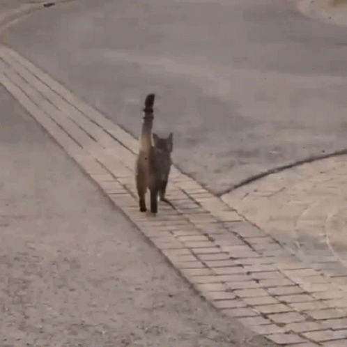 Cat Running In The Street GIF