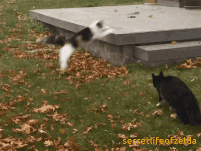 Cat Running GIF