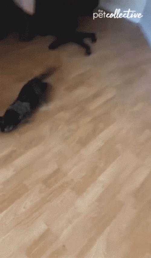 Cat Running GIF