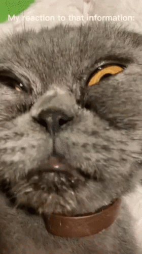 Cat's Face My Reaction to That Information